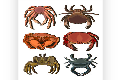 Set of vector crab icons