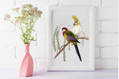 Parrot Print Digital, Vintage Parrot Art, Bird wall art deco