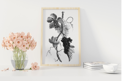 Black and White Vintage Vine Branch, Vine Digital Botanical