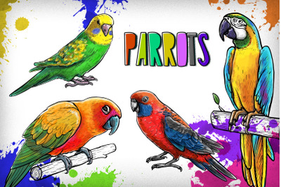 Drawn parrots