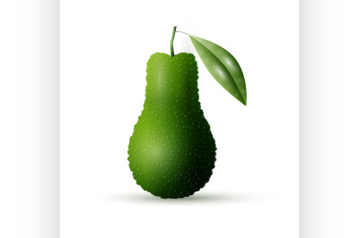 Realistic vector avocado