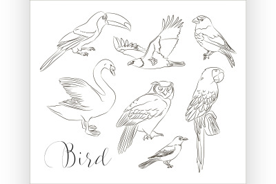 Bird collection set