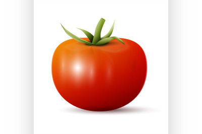 Whole tomato illustration