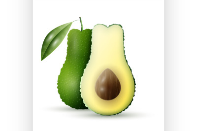 Realistic vector avocado