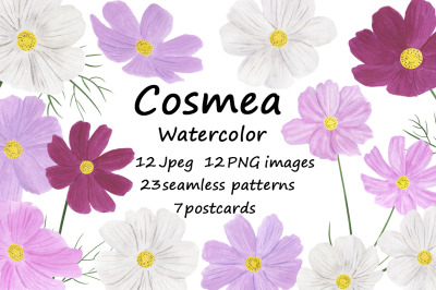 Collection of illustrations cosmea flowers watercolor