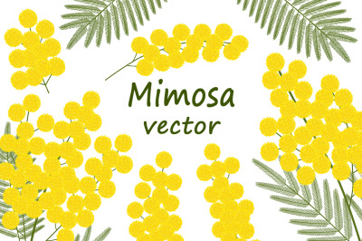 Set of mimosa vector illustrations