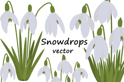 Set of spring vector snowdrops flowers illustrations