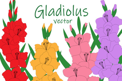 Set gladiolus flowers vector