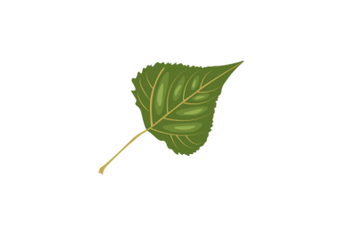 Poplar Leaf