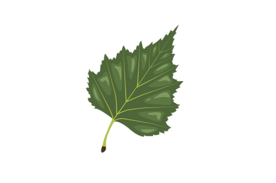 Birch Leaf