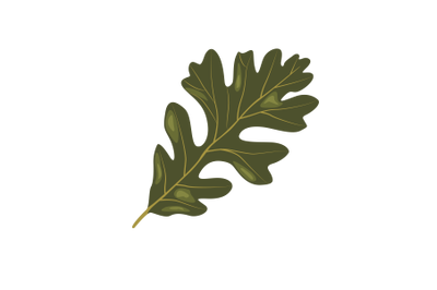 Oak Leaf