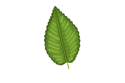 Elm Leaf