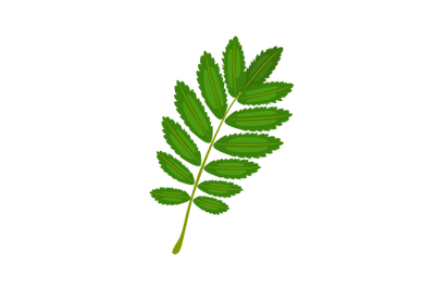 Rowan Leaf