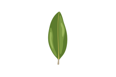 Magnolia Leaf