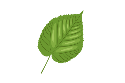 Linden Leaf