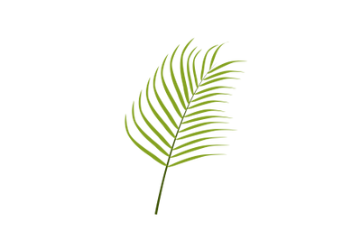 Areca Palm Leaf