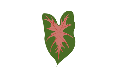 Fancy Caladium Leaf