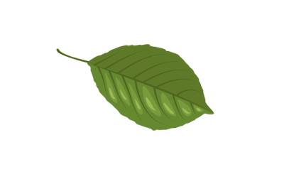 Plum Leaf