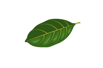 Jackfriut Leaf