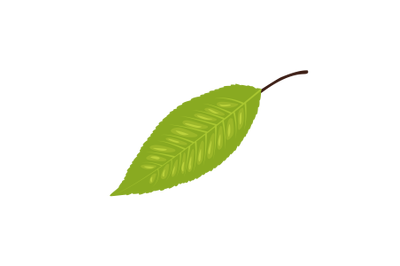 Sweet Cherry Leaf