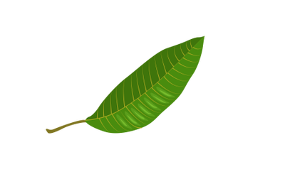 Mango Leaf