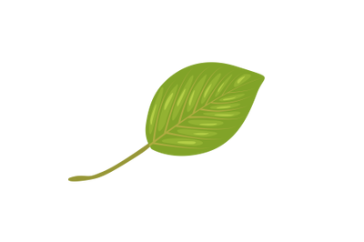 Pear Leaf