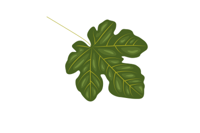 Fig Leaf