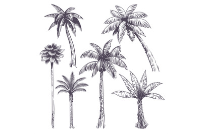 Sketch palm tree. Hand drawn tropical coconut palm trees, africans pla