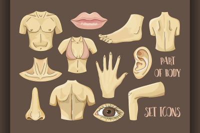 Body parts icons set