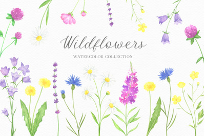 Summer Wildflowers Watercolor Collection