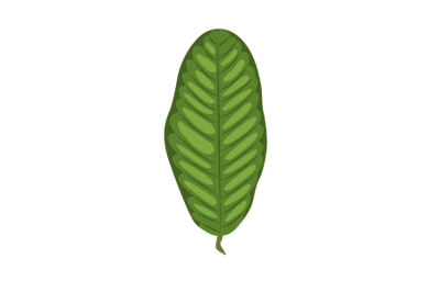 Guava Leaf