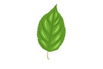 Apple Leaf