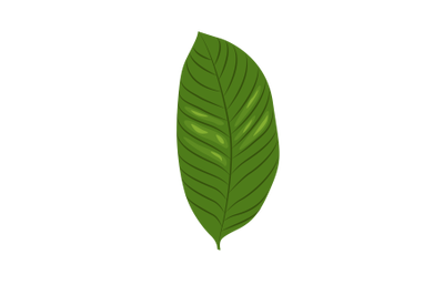 Walnut Leaf