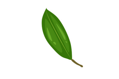 Durian Leaf