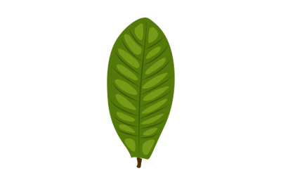 Catappa Leaf