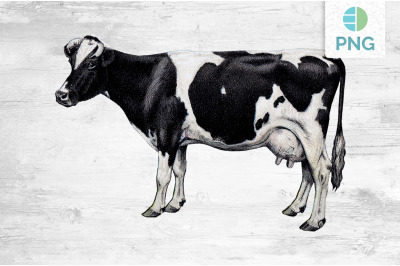 Cow Clipart Holstein