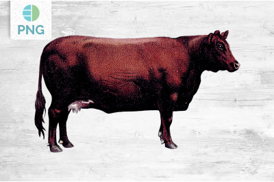 Cow Clipart Red Polled