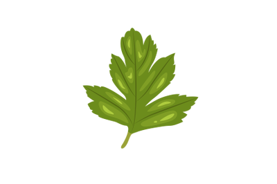 Hawthorn Leaf