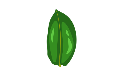 Mangosteen Leaf