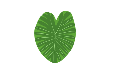 Colocasia Leaf