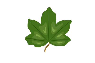 Hedge Maple Leaf