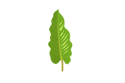 Bay Laurel Leaf