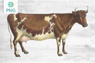 Cow Clipart Ayrshire