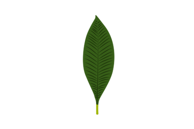 Plumeria Leaf