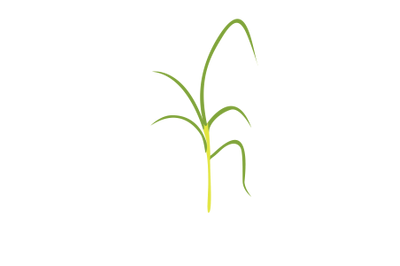 Lemongrass Leaf