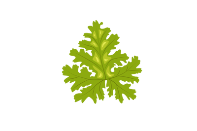 Rose Geranium Leaf