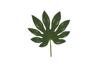 Japanese Aralia Leaf