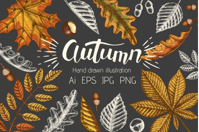 Autumn leaves. Vector Collection