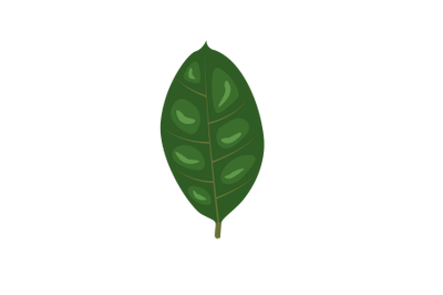 Ruber Fig Tree Leaf