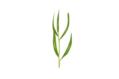 Tarragon Leaf